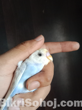 Budgies Bird